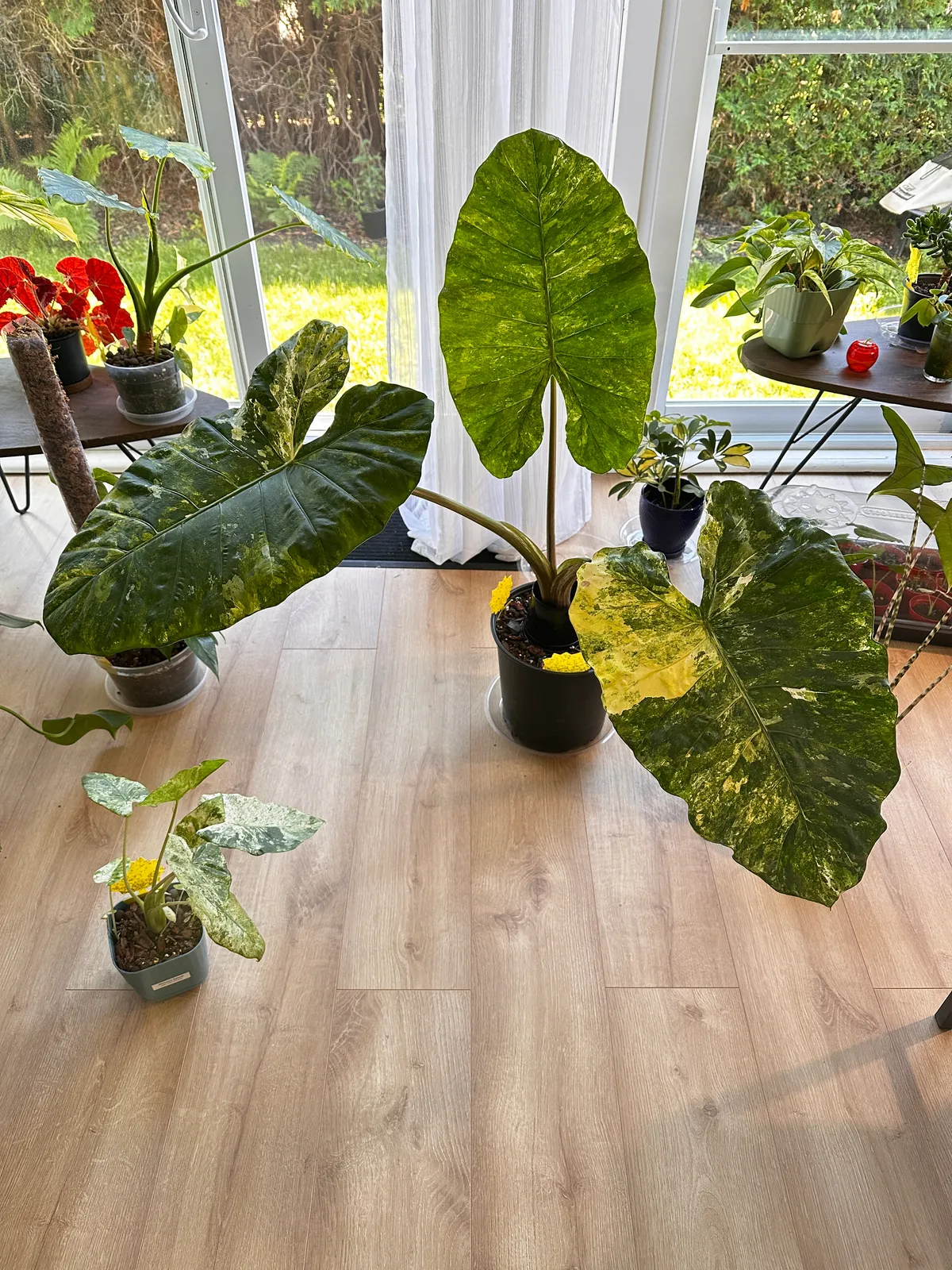 Alocasia Aurea Marble