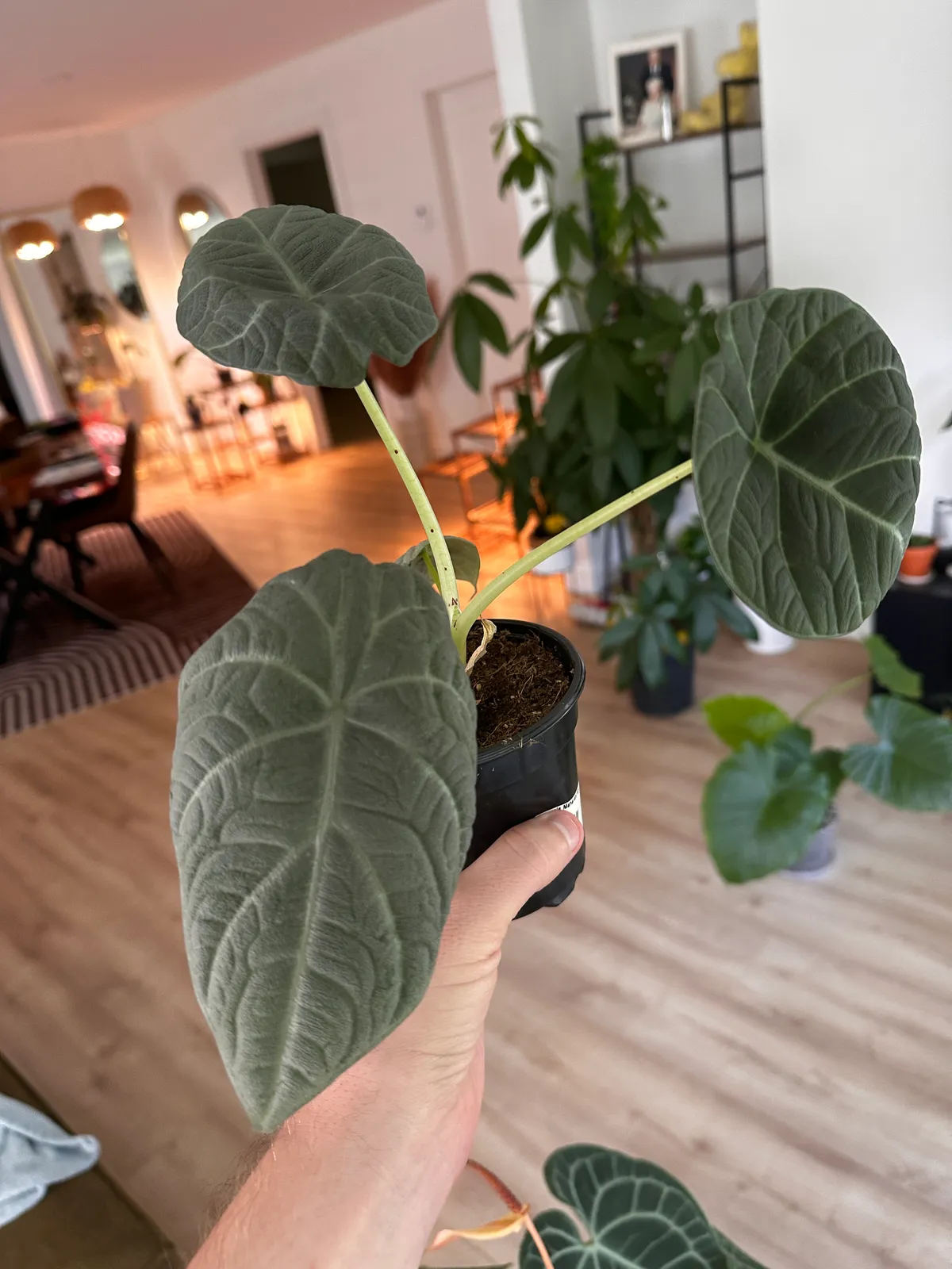 Alocasia Maharani
