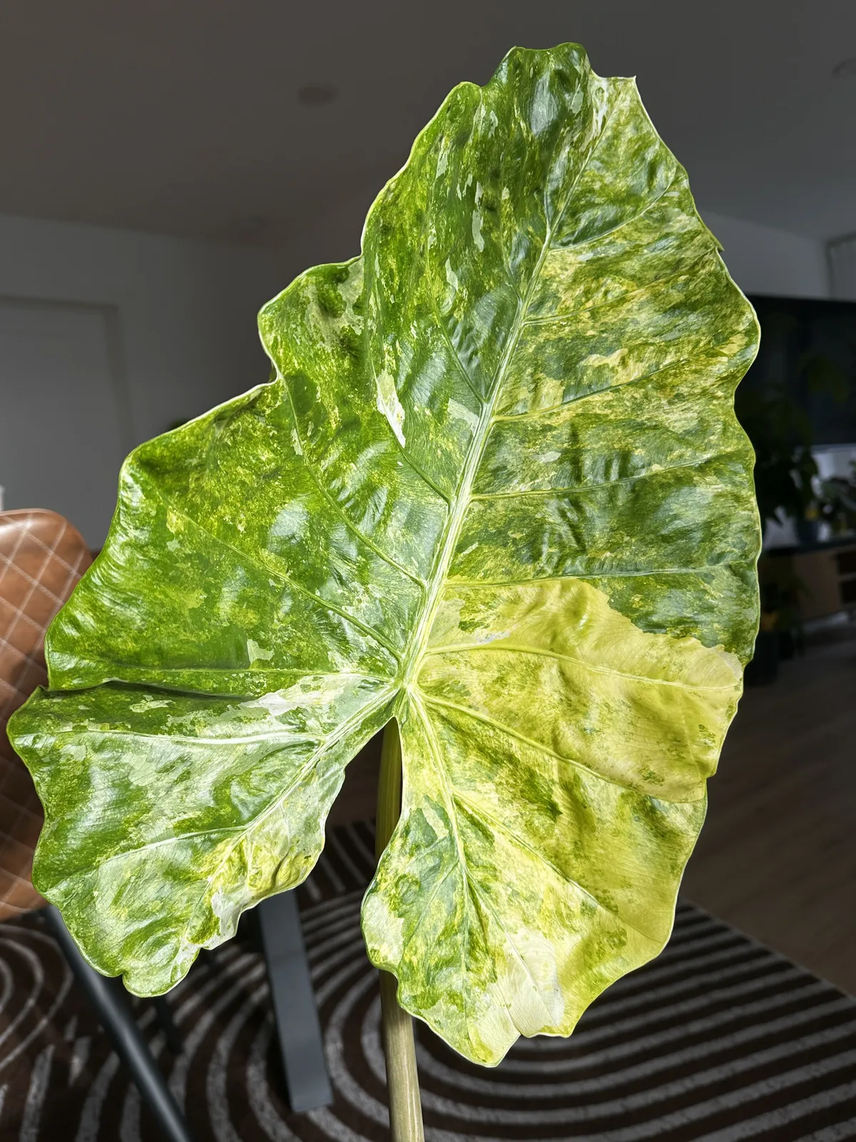 Bulbe Alocasia Gageana Aurea Marble