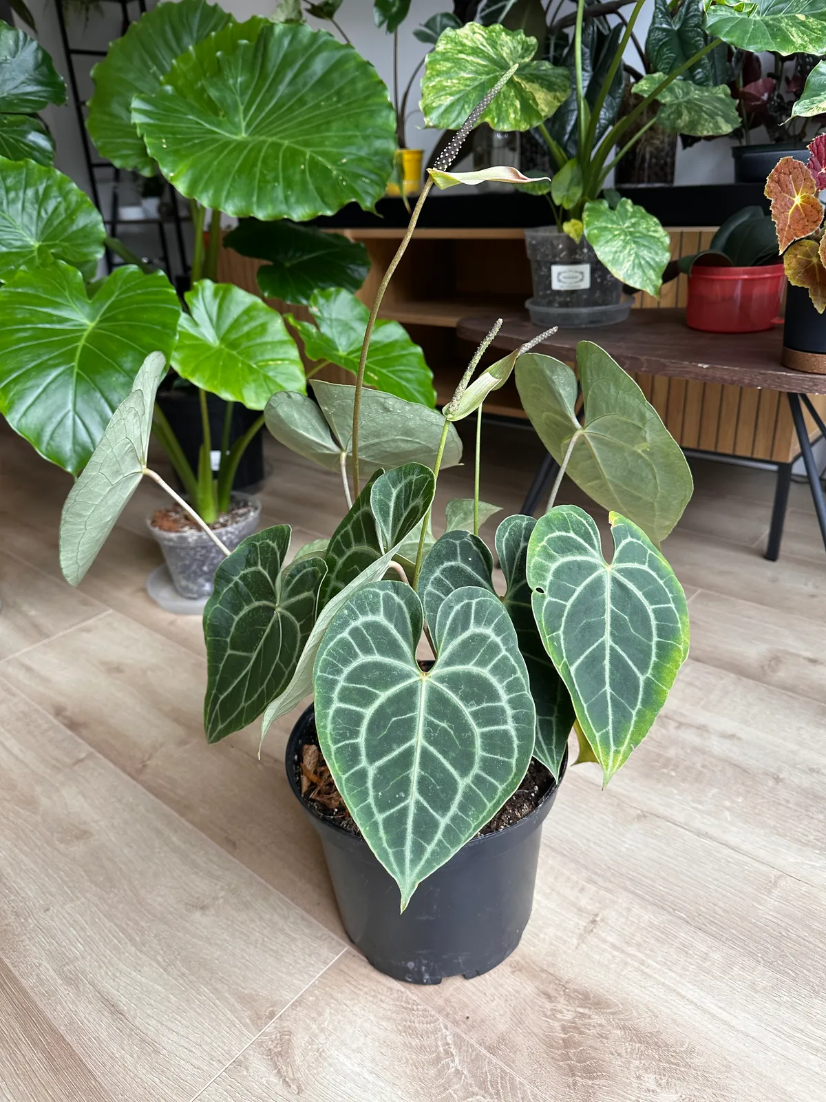Anthurium Clarinervium