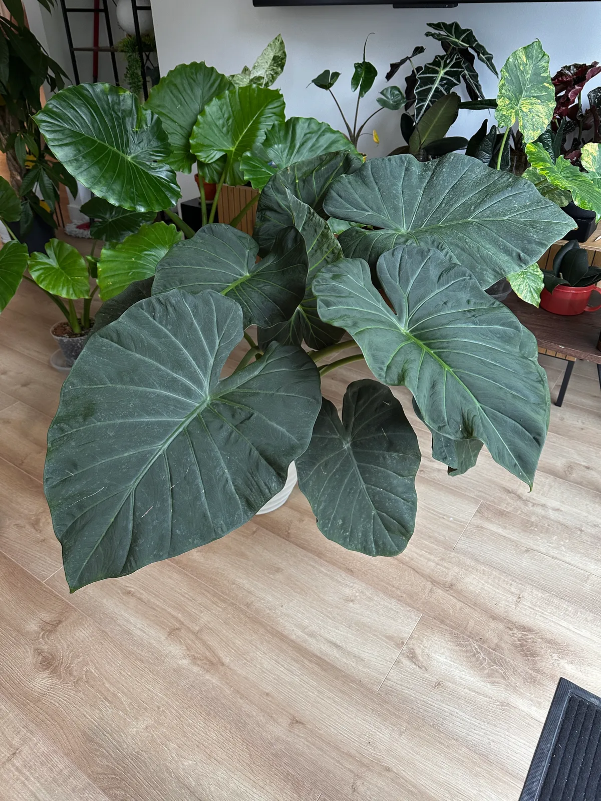 Bulbe Alocasia Regal Shield