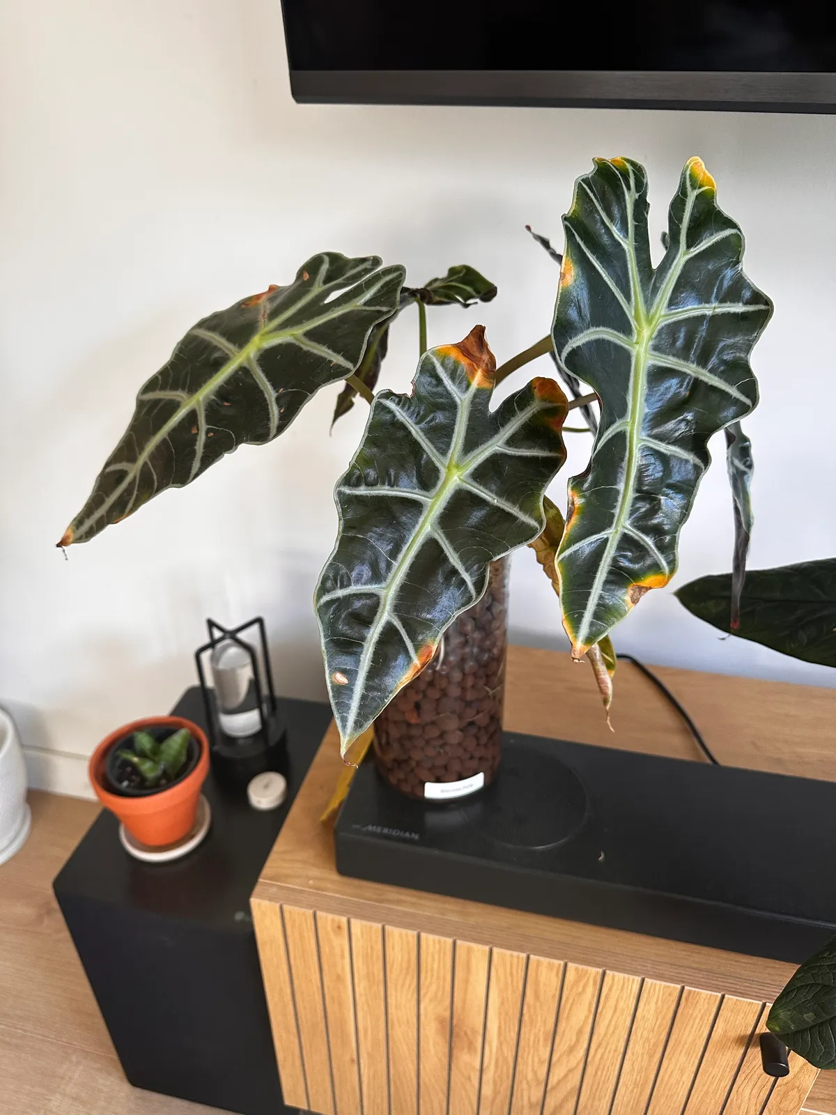 Alocasia Polly